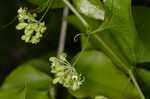 Roundleaf greenbrier